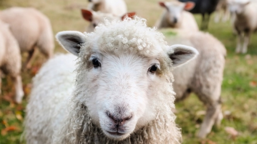 Informe de la CRA: Carne ovina, vinos y semillas, entre los afectados por suba de las retenciones