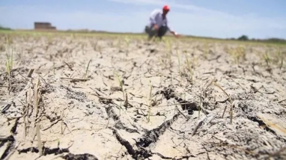 Sequía: Extendieron la emergencia agropecuaria en 12 municipios bonaerenses