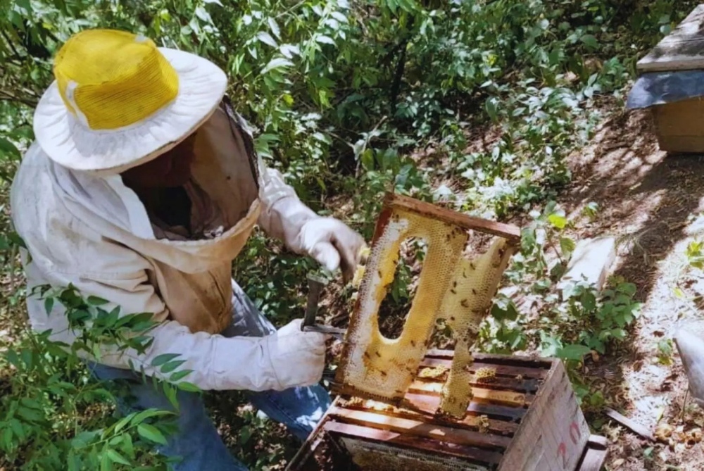 Abejas: Cómo cuidar los apiarios ante el calor extremo