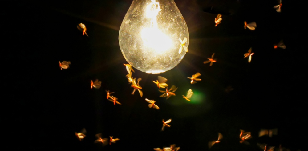 Descubrimiento científico: ¿Por qué las moscas y otros insectos son atraídos por la luz artificial?