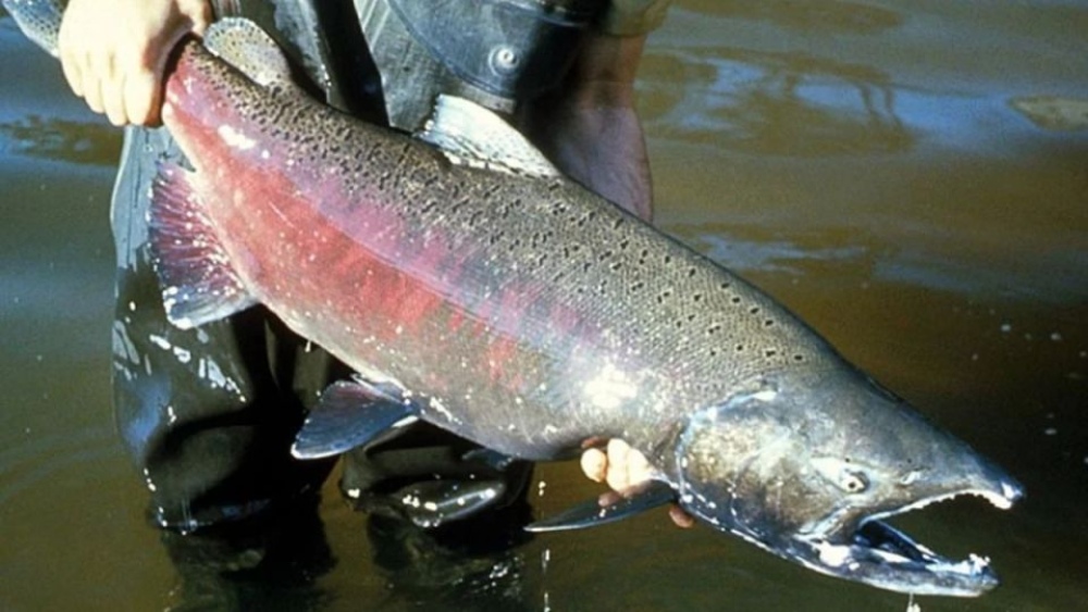 En 2018, el biólogo Jorge Liotta, registro por primera vez el salmón chinook en el delta del río Paraná, en el curso inferior del río de La Plata. (Imagen ilustrativa).
