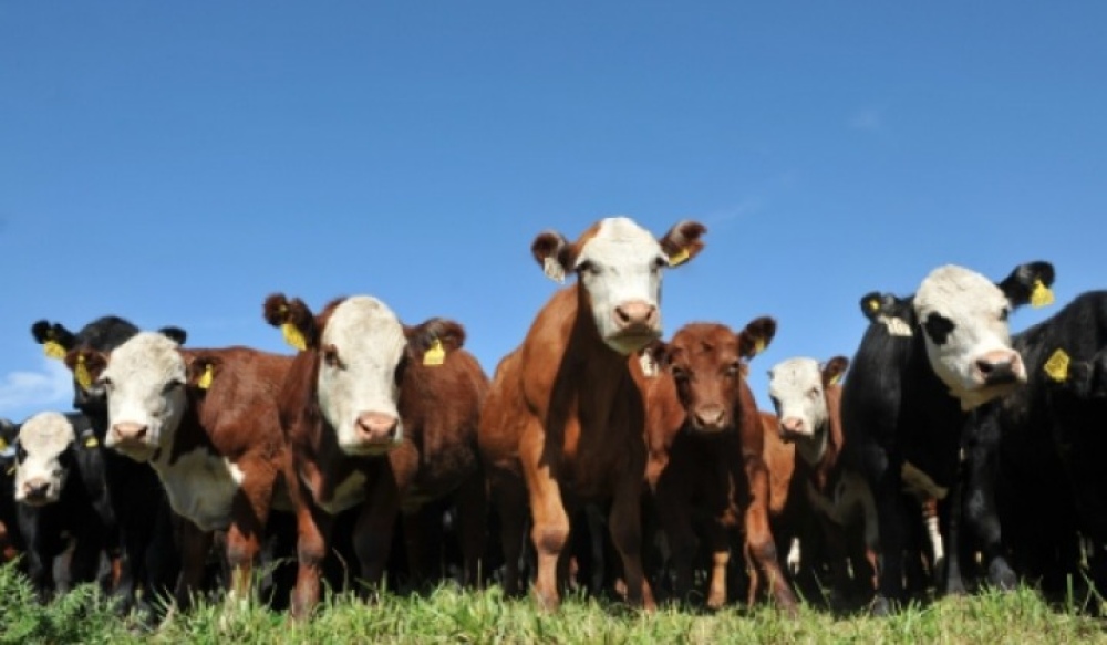 Carne vacuna: Récord de exportaciones en febrero, en detrimento de la producción y el consumo interno