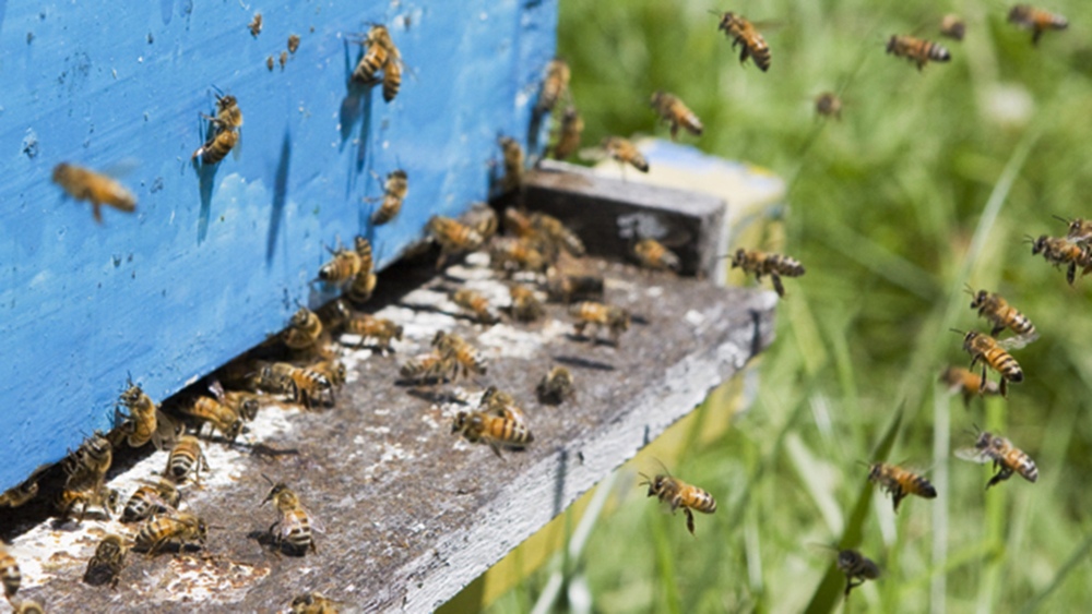 Apicultura: Detectaron un crecimiento poblacional del “moscardón cazador de abejas” en el sudoeste y sudeste bonaerense