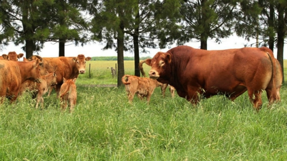 Argentina vuelve a exportar embriones bovinos “in vivo” a la Unión Europea