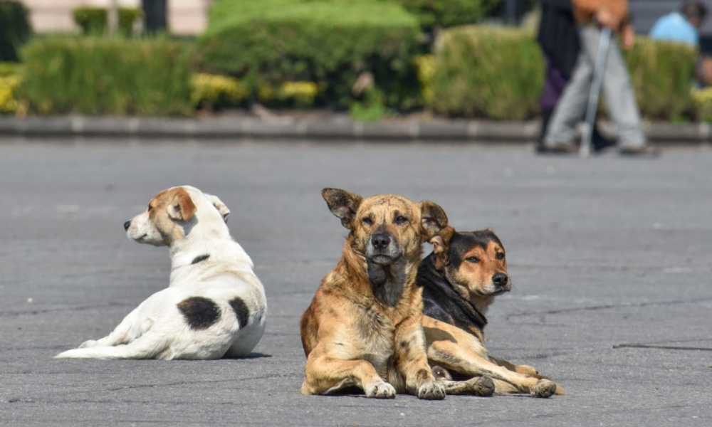 4 de Abril, Día Internacional de los Animales Callejeros: ¿Por qué se celebra?