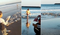 Quequén: Miles de corvinas invadieron la playa