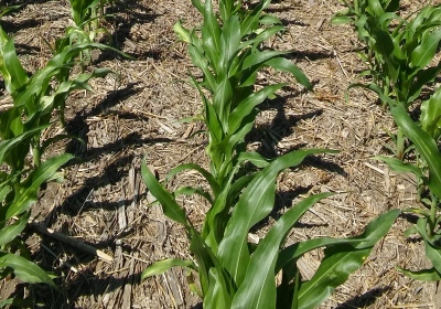 Estudian la influencia del nitrógeno en el rendimiento del maíz
