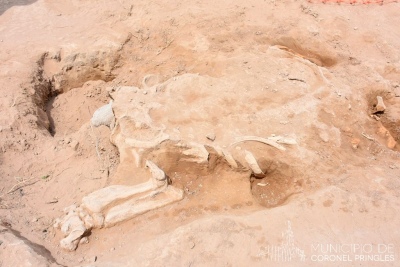 Fósil en el Paraje La Paloma, "El esqueleto está prácticamente completo"