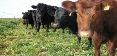 Producir carne a pasto es una alternativa sustentable con potencial en el Sudoeste Bonaerense