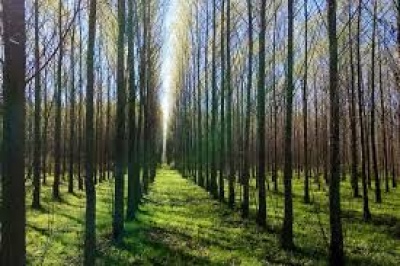 Mesa Forestal Bonaerense, avances del Plan de Incentivos a la Actividad Forestal 2021