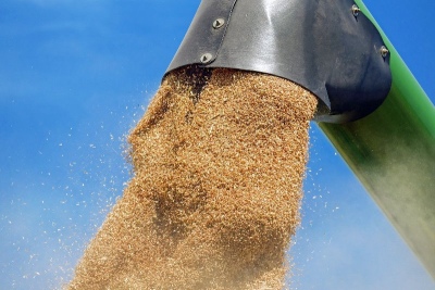 Trigo: pautas para la conservación segura de granos