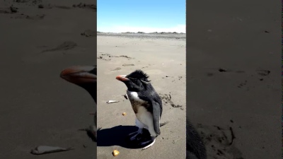 Advertencia ante la aparición de pingüinos en las costas de San Blas