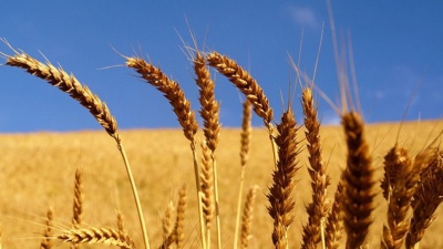 Continúa el programa de mejoramiento de la calidad de trigo