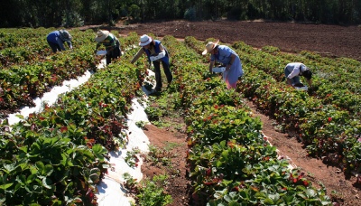 Agricultura Familiar: Subsidios de hasta cinco millones de pesos para los proyectos