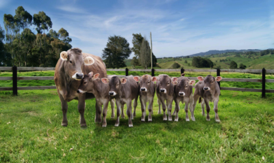 Curso Internacional: Selección genómica y edición genética embrionaria para el incremento de la cría de ganado
