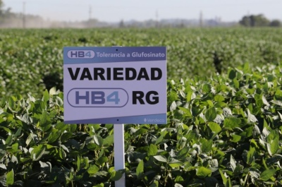 China aprobó la soja HB4, inventada en Argentina y resistente a la sequía