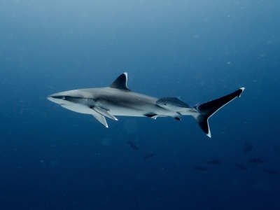 Charla Abierta: Bahía San Blas refugio de tiburones