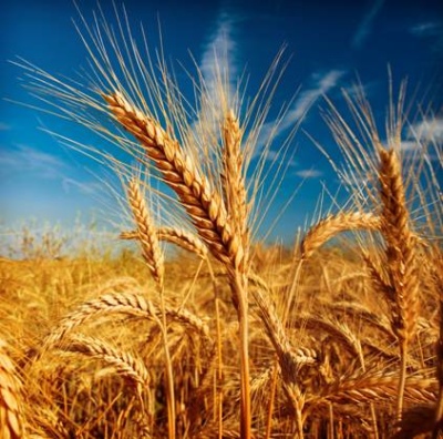Fondo Rotatorio de Trigo 2022: Asistencia para la siembra de trigo