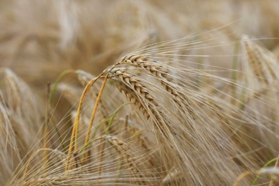 Prohíben el uso y liberación del trigo transgénico en todo el territorio bonaerense