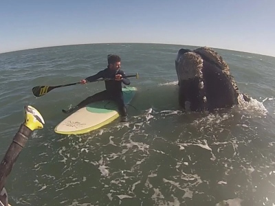 Monte Hermoso: Practicaban SUP  y llegaron 12 ballenas a jugar
