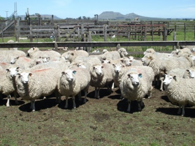 La faena ovina creció 54% en la comparativa interanual