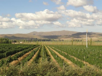 Promueven la expansión e industrialización de la producción vitivinícola bonaerense