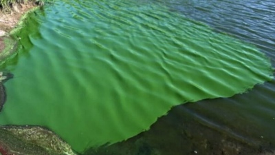 Alerta máxima por la aparición de cianobacterias en balnearios y lagunas bonaerenses