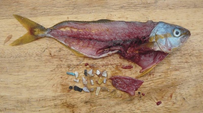 Encuentran cientos de peces con microplásticos en sus vísceras en el río Paraná