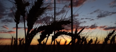 Se lanza la tercera edición del Programa de análisis de Calidad de trigo bonaerense