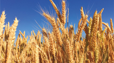 Se lanzó la tercera edición del Programa de análisis de Calidad de trigo