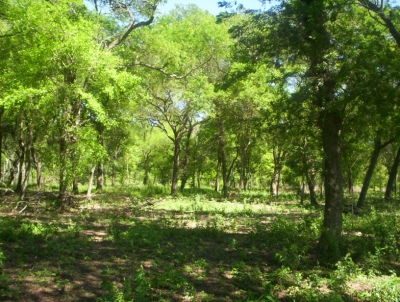 Convocatoria para financiamiento de proyectos de manejo y conservación de Bosques Nativos de la Provincia