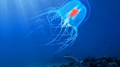 La medusa inmortal: el único ser vivo capaz de volver atrás en el tiempo, rejuveneciendo
