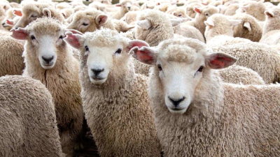 Patagones recibirá el beneficio del programa que incentiva la producción lanar