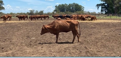 Escarabajo 7 de oro: Informe sobre la mortandad en bovinos, equinos y ovinos asociada al consumo de alfalfa