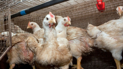 El Gobierno nacional refuerza controles para evitar la expansión de la gripe aviar