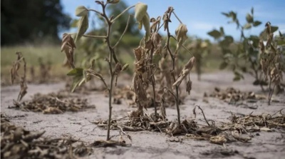 Declaran el estado de emergencia agropecuaria en la provincia de Buenos Aires por la sequía