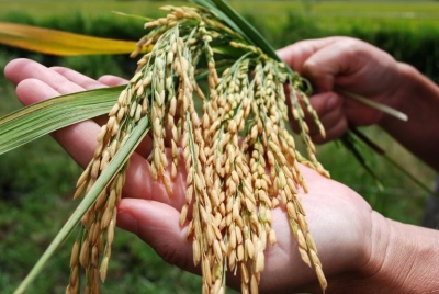 En los últimos 30 años se redujeron un 70% los productores de arroz, a pesar del alto consumo argentino