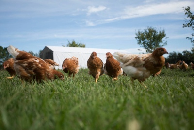 Cría de gallinas, huevos pastoriles y agroecología como forma de vida
