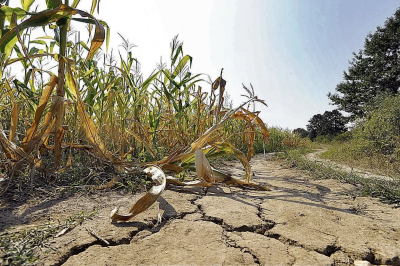 La Provincia declaró la emergencia agropecuaria en 68 partidos por la sequía