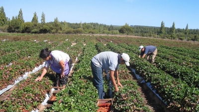 Reglamentan la Ley de “Reparación Histórica de la Agricultura Familiar" después de 9 años de sancionada