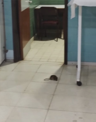 Fotografían a una rata en el quirófano del Hospital Penna de Bahía Blanca