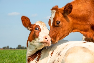 Prorrogan el plazo para adherirse al Plan de Erradicación de ETS en bovinos