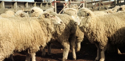 Plan LanAr: Relanzan el programa y darán hasta $ 3.400.000 a cada productor ovino