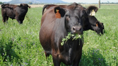 A contramano de la opinión europea, un científico francés propone incorporar al ganado para cuidar el ambiente