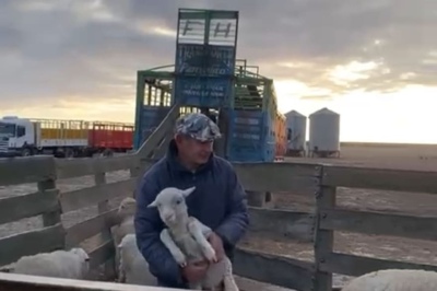 Por la sequía en Patagones, un productor ovino tuvo que desprenderse de su trabajo de 22 años