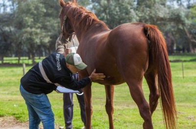 Tornquist: Un caballo con encefalitis equina en Tres Picos
