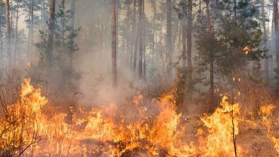 Lobería: Incendio en un campo sobre la ruta 88