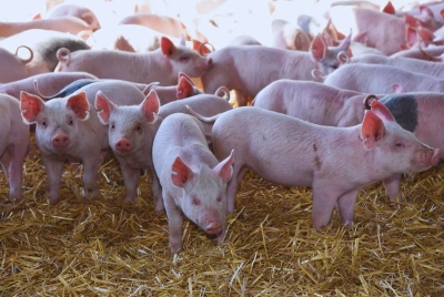 Recomendaciones para reducir el impacto de las altas temperaturas en porcinos