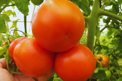 Agroecología: Estudian el uso de productos biológicos en la producción de tomate