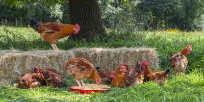 Habilitaron el registro de establecimientos avícolas con sistemas pastoriles de producción